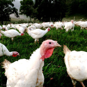 Meet the Polyface Farm Pastured Turkeys Image